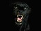 panthere noir - PNG gratuit GIF animé