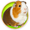 Guinea Pig - бесплатно png анимированный гифка