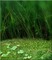 green background - 無料png アニメーションGIF