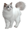 cats bp - zdarma png animovaný GIF