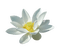 Lotus - бесплатно png анимированный гифка
