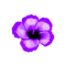 Tropical.Flower.Purple - PNG gratuit GIF animé