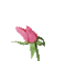 pink rose blooming - GIF animasi gratis GIF animasi