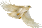 aguia branca - GIF animado gratis GIF animado
