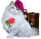 nounours idca - Free PNG Animated GIF