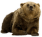 oso by EstrellaCristal - Free PNG Animated GIF