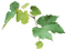 Виноградные листья - png gratis GIF animasi