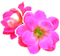 Pink Flower Fleurs Floral Flowers Animated - GIF animé gratuit GIF animé