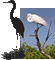 crane birds bp - Darmowy animowany GIF animowany gif