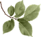 leaf branch-blad-kvist-minou52