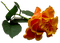 kwiat - ilmainen png animoitu GIF