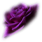 rose - gratis png geanimeerde GIF