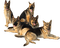 Kaz_Creations Dogs - PNG gratuit GIF animé