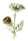 wild flower sunshine3 - ücretsiz png animasyonlu GIF
