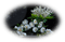 kwiaty - ingyenes png animált GIF