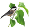 birds katrin - gratis png animeret GIF