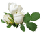white roses sunshine3 - GIF animé gratuit