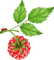 raspberry Bb2 - бесплатно png анимированный гифка