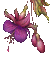 fleur fushia-flower