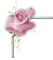 coin rose - kostenlos png Animiertes GIF