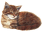 Cat.Chat.Gato.Brown.Victoriabea - png grátis Gif Animado