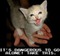 it's dangerous to go alone take this cat meme - ingyenes png animált GIF