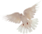 dove - ücretsiz png animasyonlu GIF