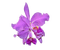 orchids purple bp - PNG gratuit GIF animé