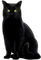 Cat.Black