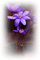 fleur violette.Cheyenne63 - png gratuito GIF animata