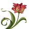 tulipe.Cheyenne63 - nemokama png animuotas GIF