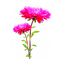 flowers by nataliplus - PNG gratuit GIF animé
