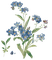 Blue.Flowers.Fleurs.Victoriabea - Free animated GIF