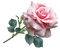 ruusu, rose, kukka, fleur, flower - PNG gratuit GIF animé