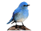 tube oiseau - PNG gratuit GIF animé