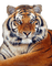 tiger - ilmainen png animoitu GIF