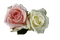 kikkapink spring rose roses flowers deco - Free PNG Animated GIF