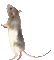 Muis,rat - Bezmaksas animēts GIF animēts GIF