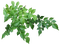 lehti, oksa, leaves - ingyenes png animált GIF