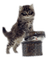 cats chats - png gratuito GIF animata