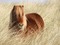 chevaux - PNG gratuit GIF animé