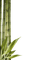 bamboo by nataliplus - PNG gratuit GIF animé