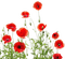 Coquelicots.Poppies.Red.Amapolas.Victoriabea - GIF animado grátis