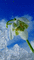 Snowdrop - Bezmaksas animēts GIF animēts GIF