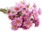 dulce flores - PNG gratuit GIF animé