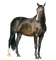 koń - darmowe png animowany gif
