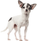Chihuahua - gratis png geanimeerde GIF