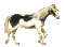 cheval blanc ** - GIF animado gratis GIF animado