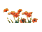 flores amapolas gif dubravka4 - GIF animado grátis Gif Animado