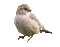Птицы - Zdarma animovaný GIF animovaný GIF